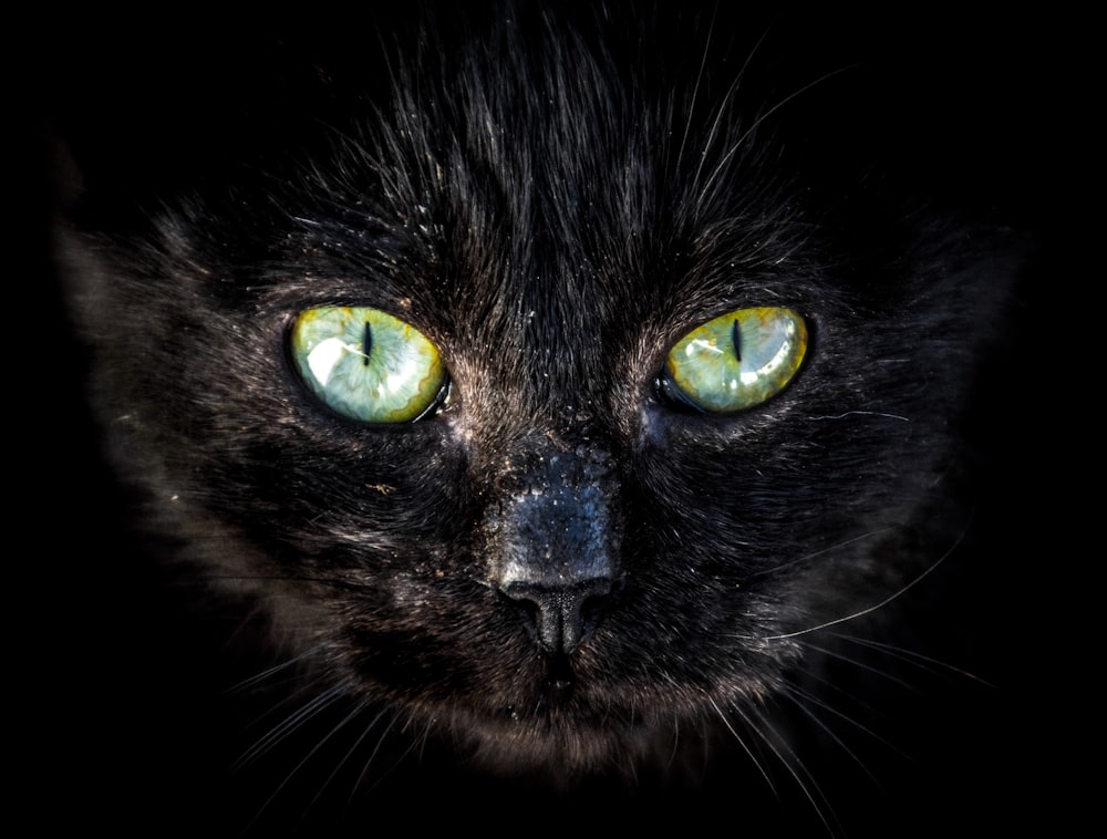 black cat