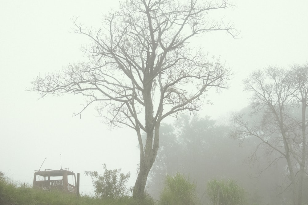 霧の日中の木