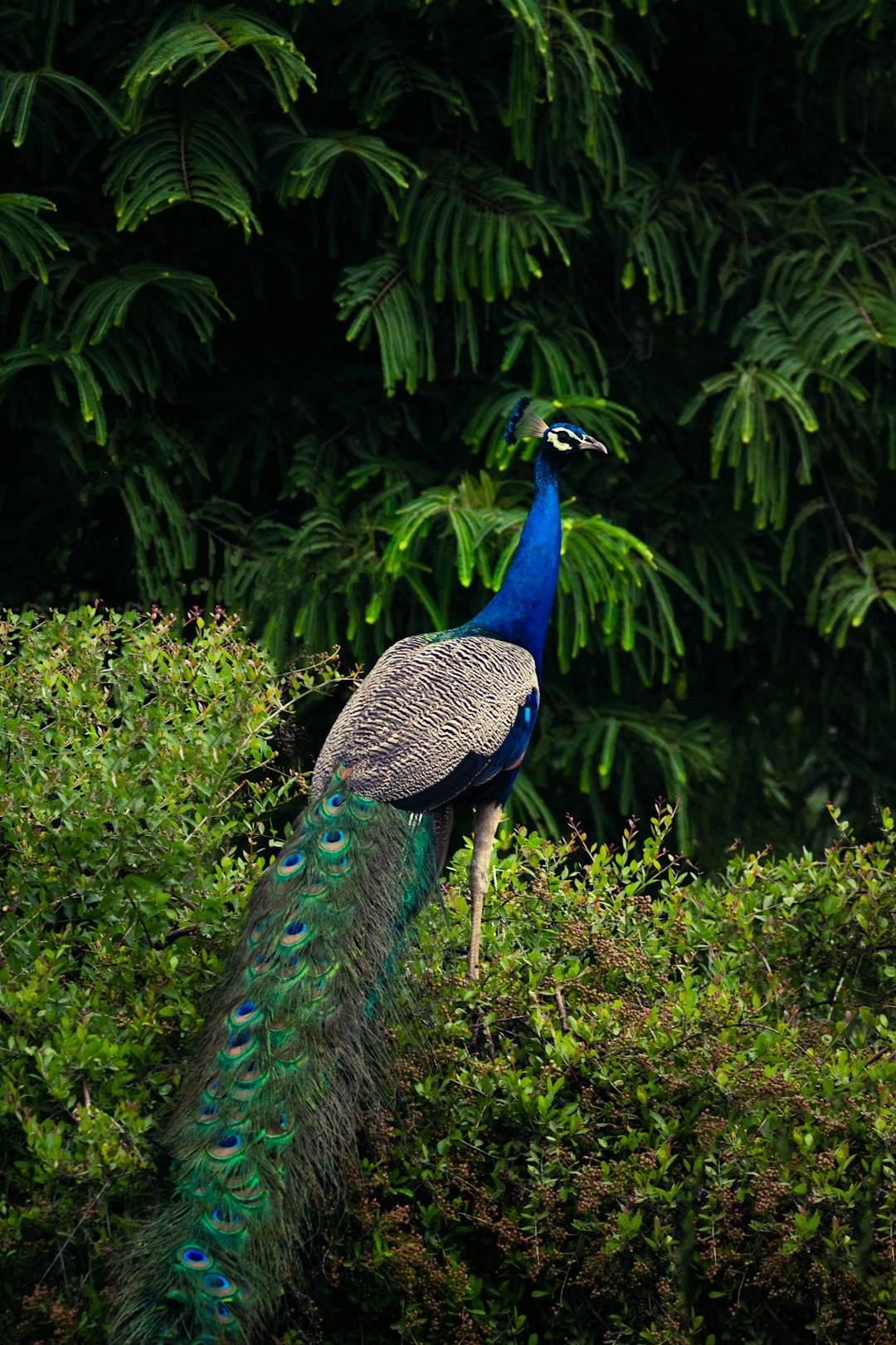 peacock