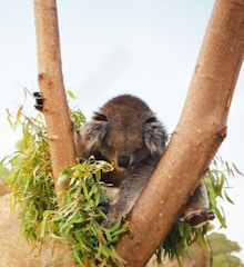A koala is nestled comfortably in the fork of a tree, surrounded by green eucalyptus leaves. Its gray fur contrasts with the light brown bark of the tree, creating a serene and natural setting.