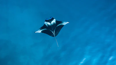 A manta ray gliding through clear water, seen from below