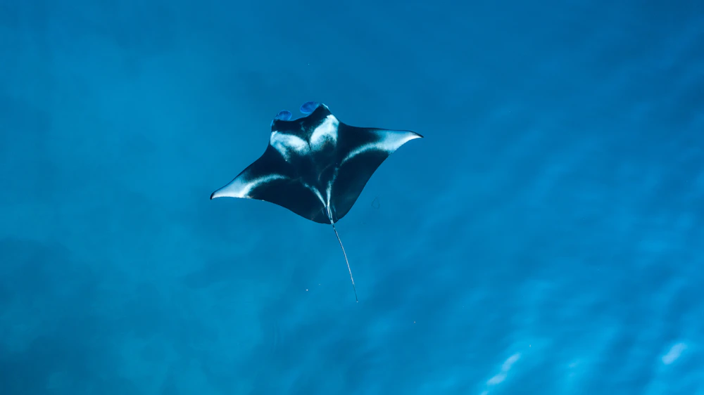 Manta-Rochen in klarem flachem Wasser der Malediven aus der Luft