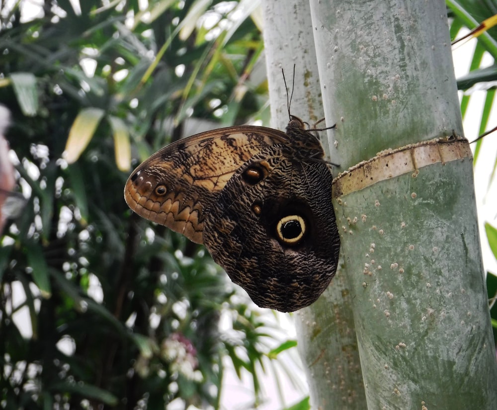 photography black and brown butterfly