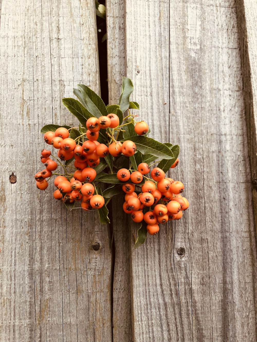 orangefarbene Beeren