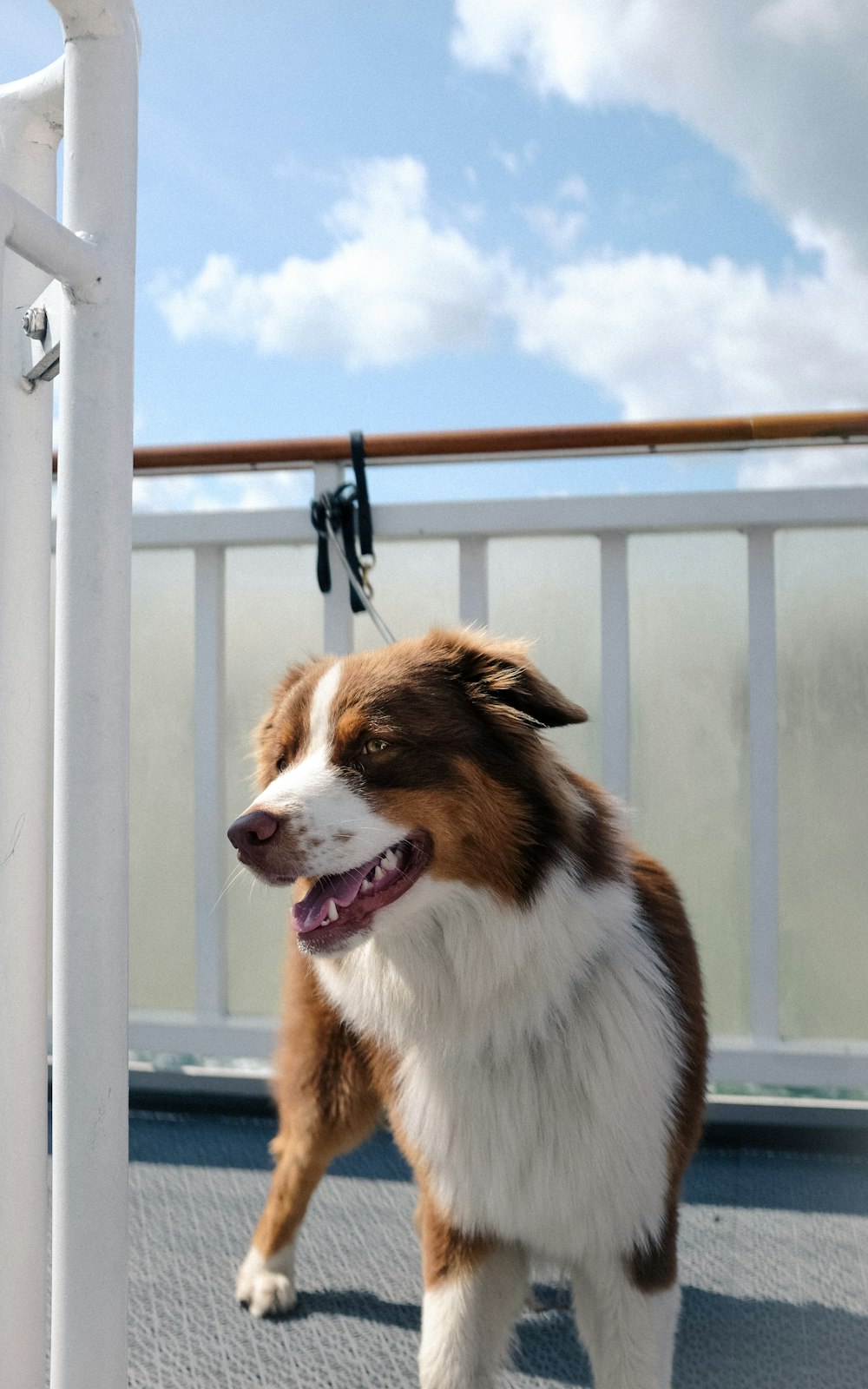 short-coated tan and white dog