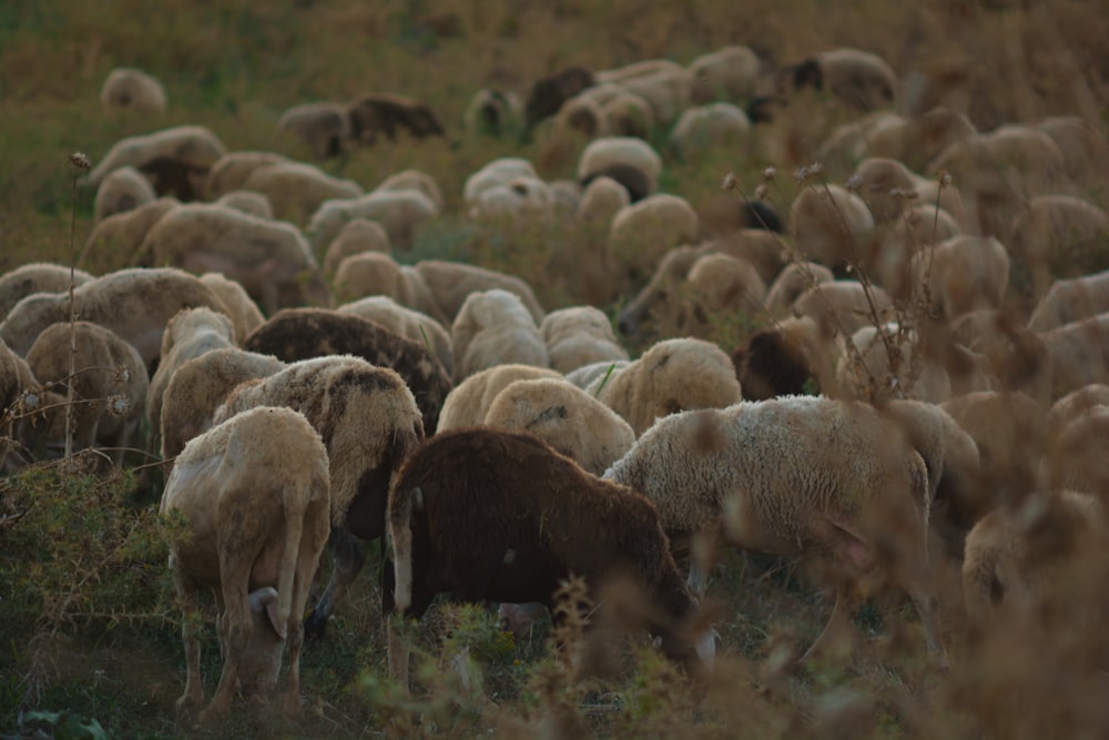 grupo de ovinos