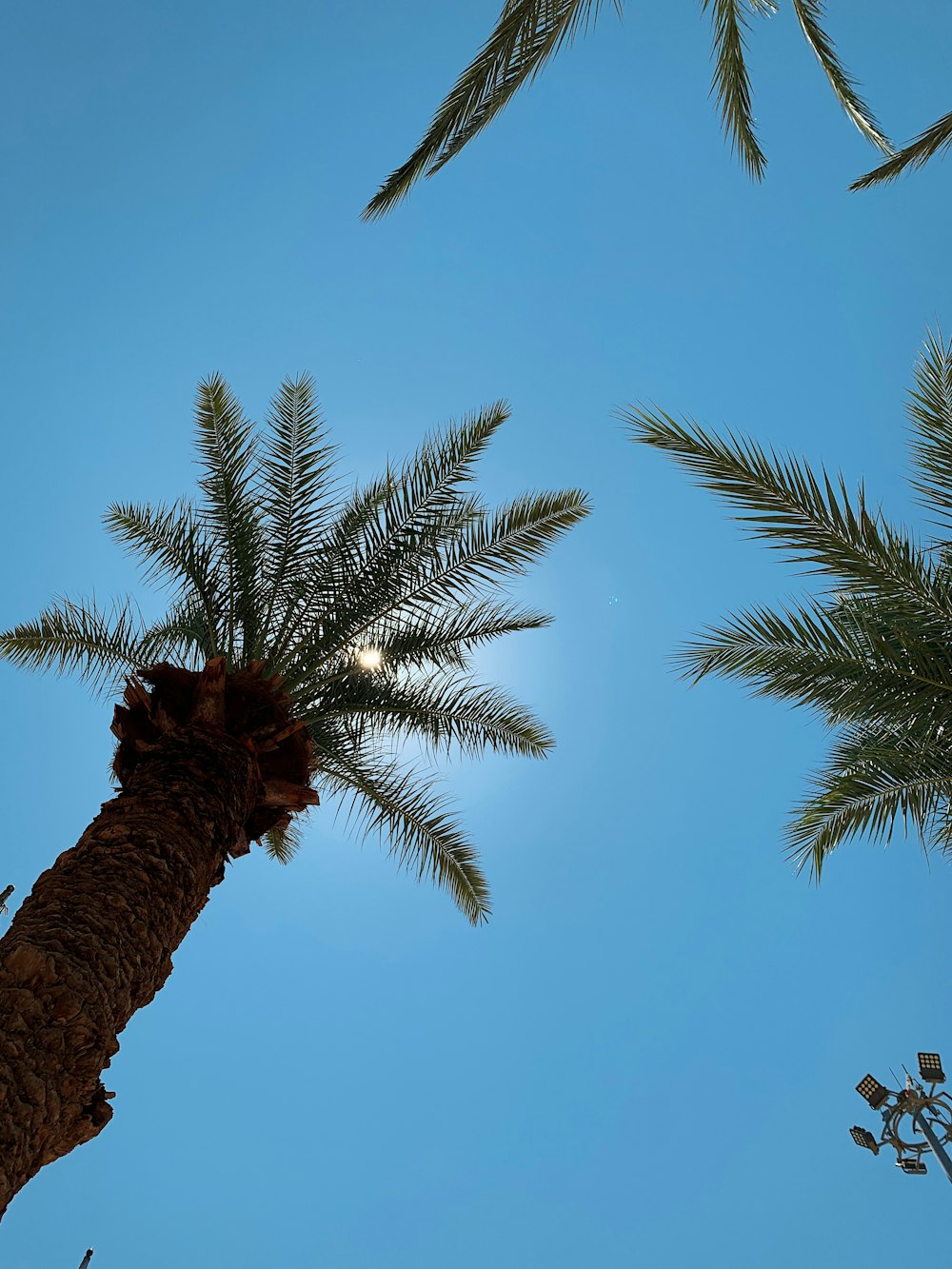 low angle photo of palm trees
