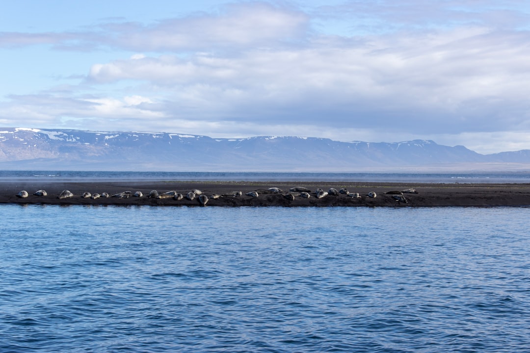 travelers stories about Ocean in Sigríðarstaðavatn, Iceland