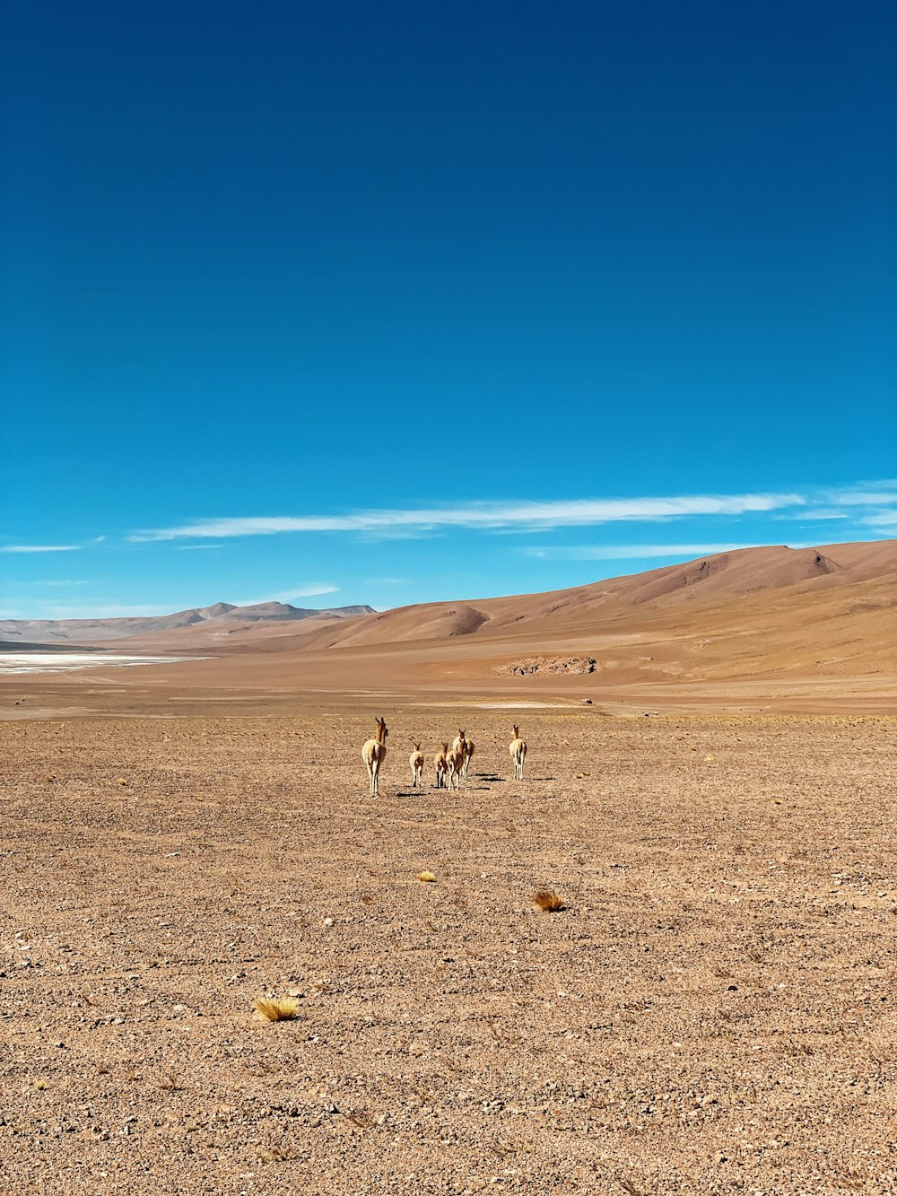 a group of animals walking across a dry grass field
