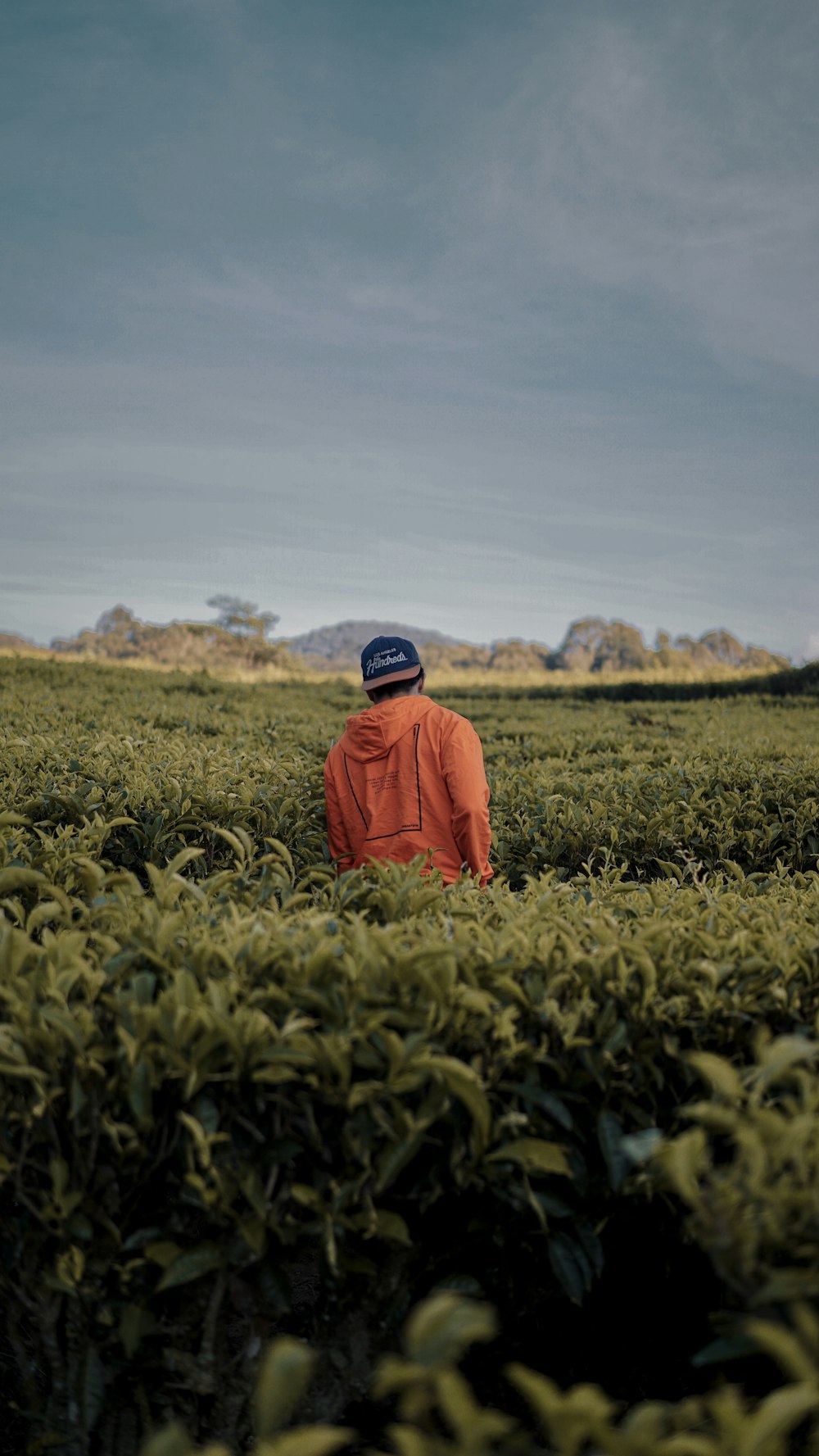 man standing near plantation