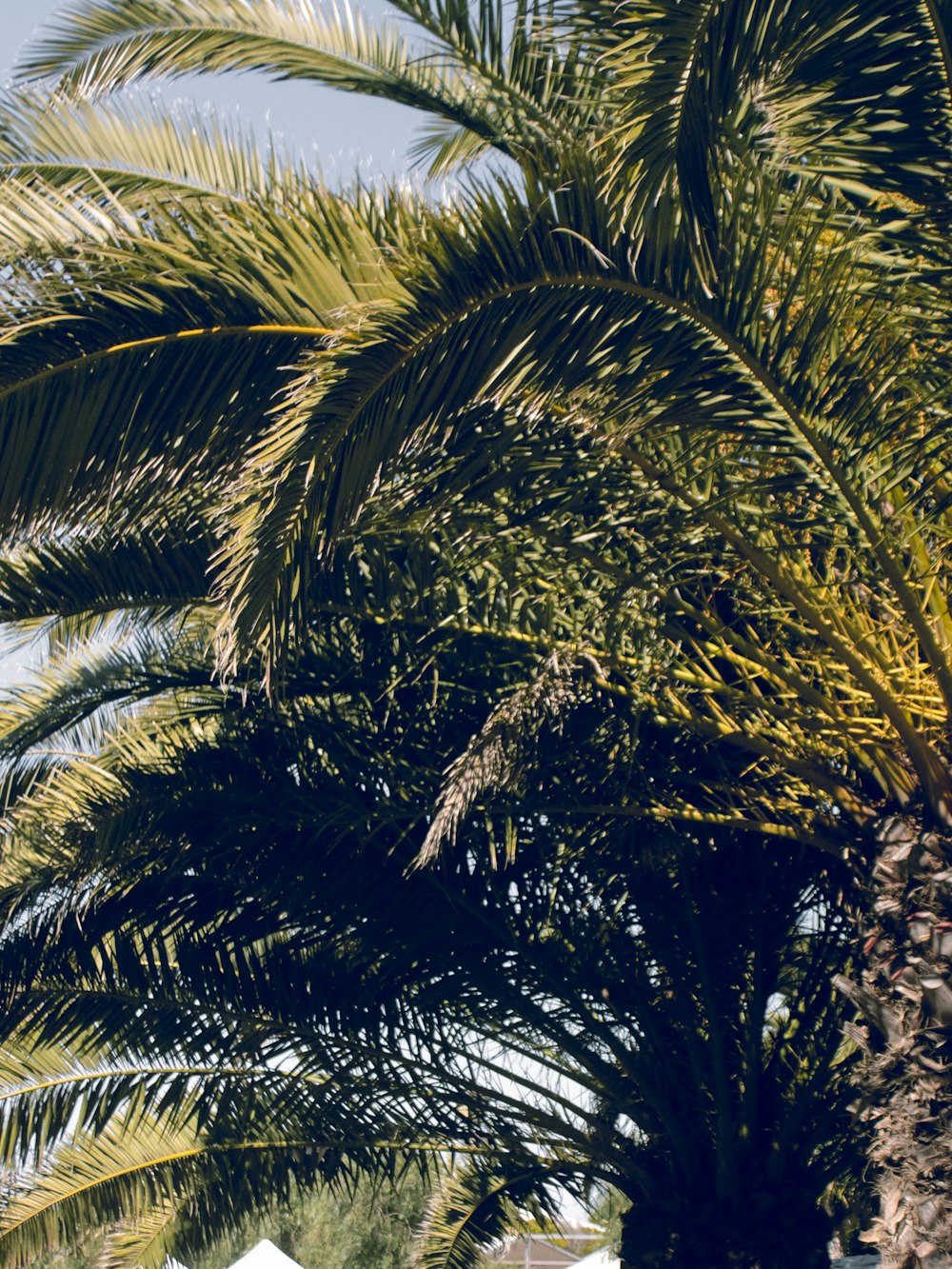 low angle photo of coconut trees