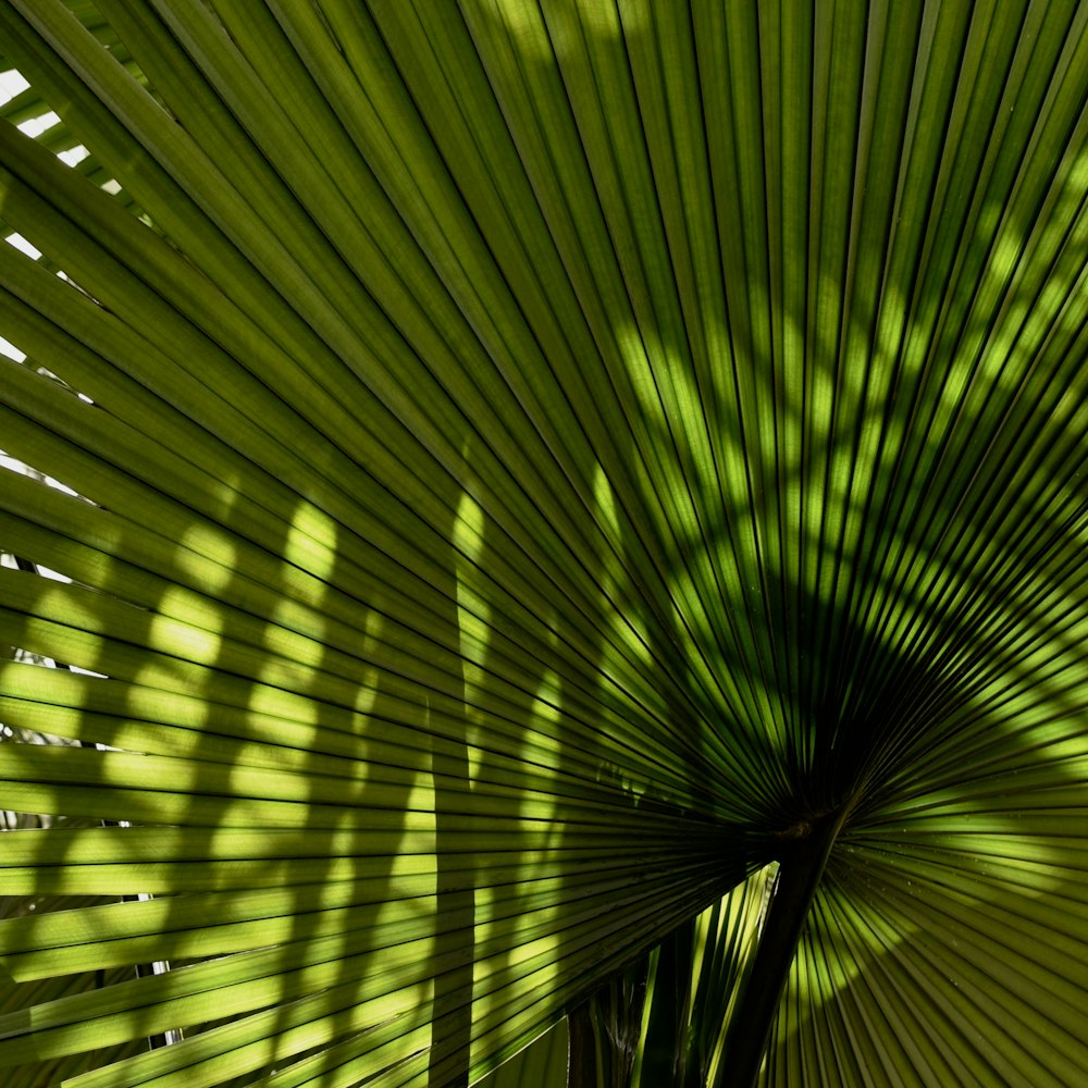 plante de palmier éventail