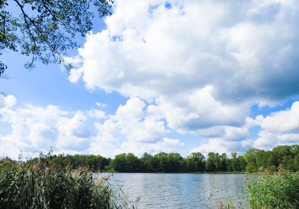 clouds over trees