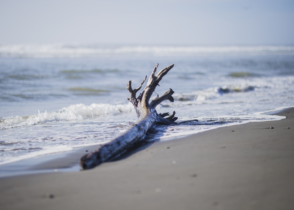 driftwood on shore at daytime