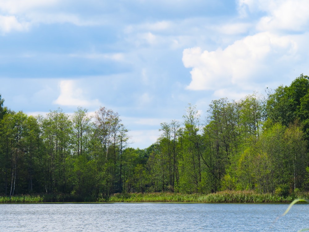 green trees near body of wter