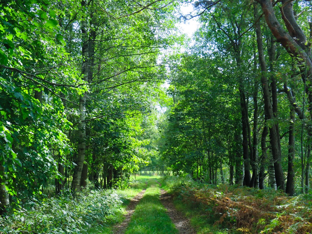pathway between trees