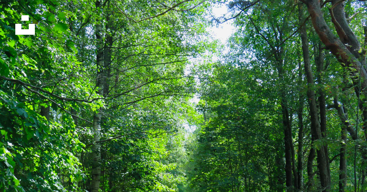 Pathway between trees photo – Free Nature Image on Unsplash