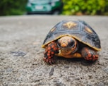 brown and beige turtle