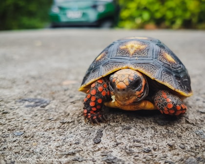 brown and beige turtle
