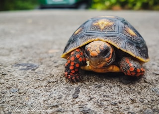 brown and beige turtle