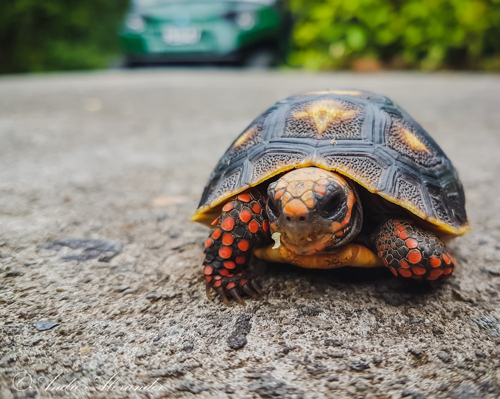 brown and beige turtle