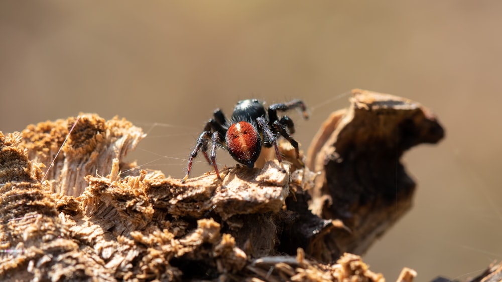 Spide negro y rojo sobre madera marrón