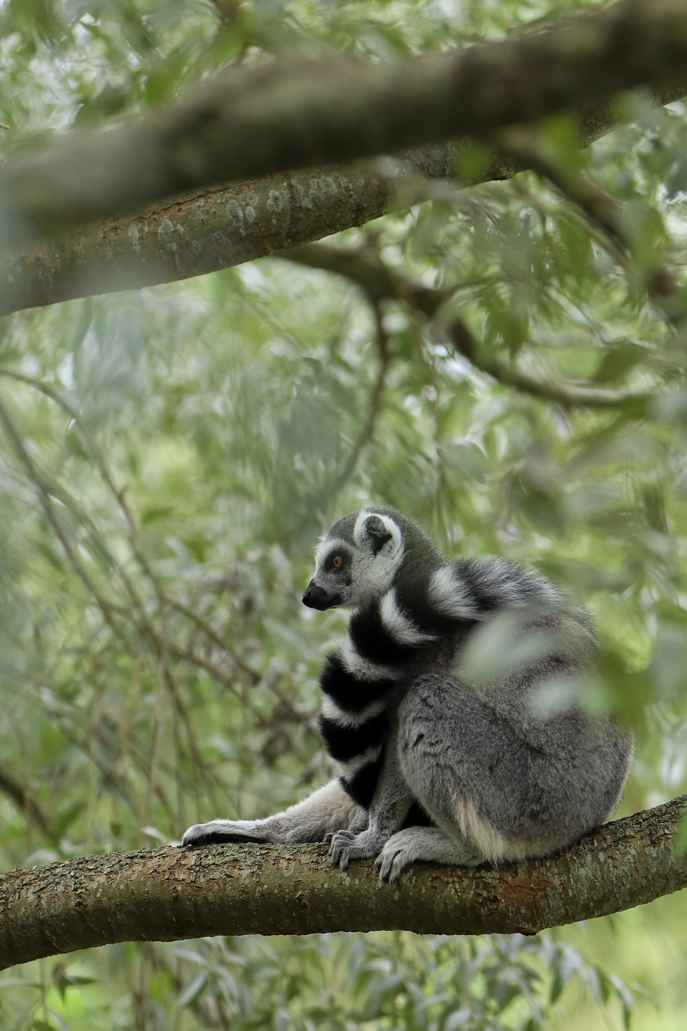 grey and black animal