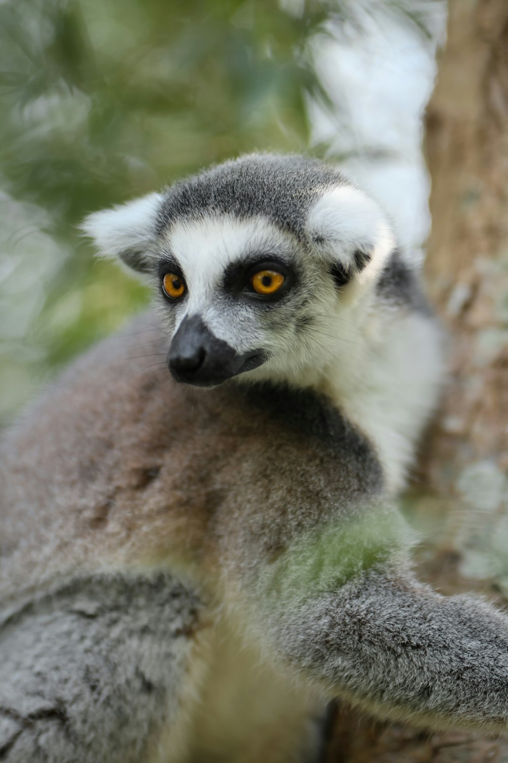 Lemur neben Baum