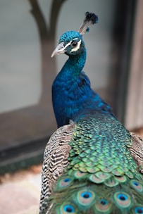 blue and green peacock