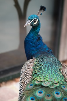 blue and green peacock
