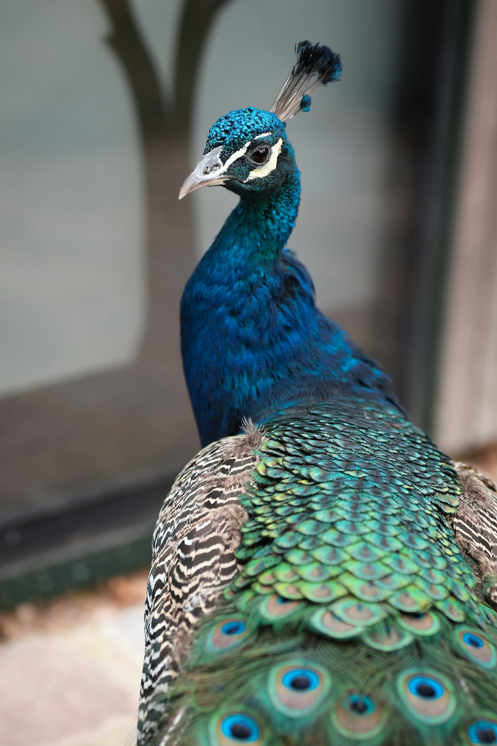 blue and green peacock