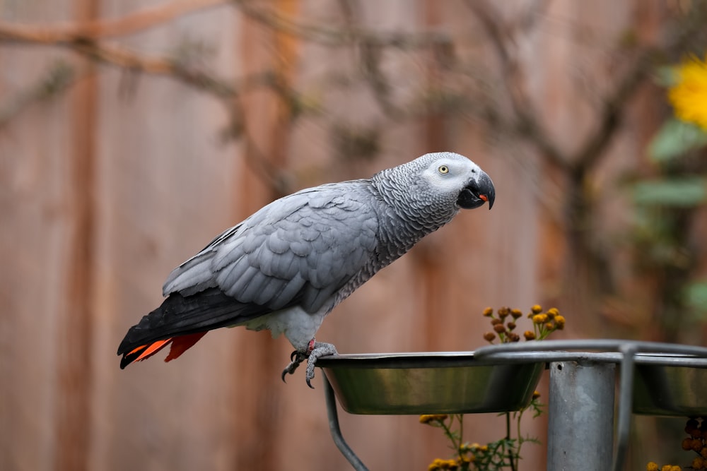 grey and white parrot on grey bowl