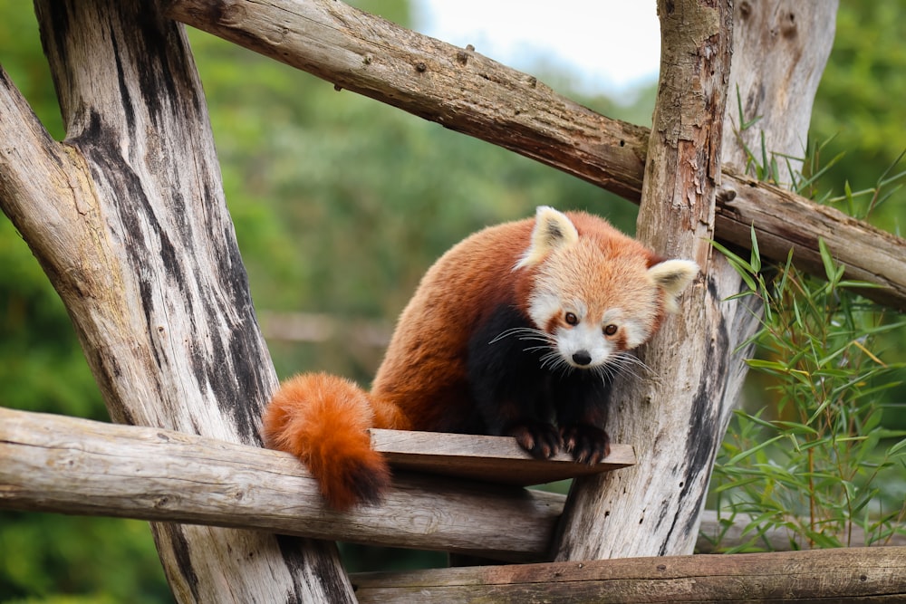Ausgewachsener roter Panda auf Holzbrett