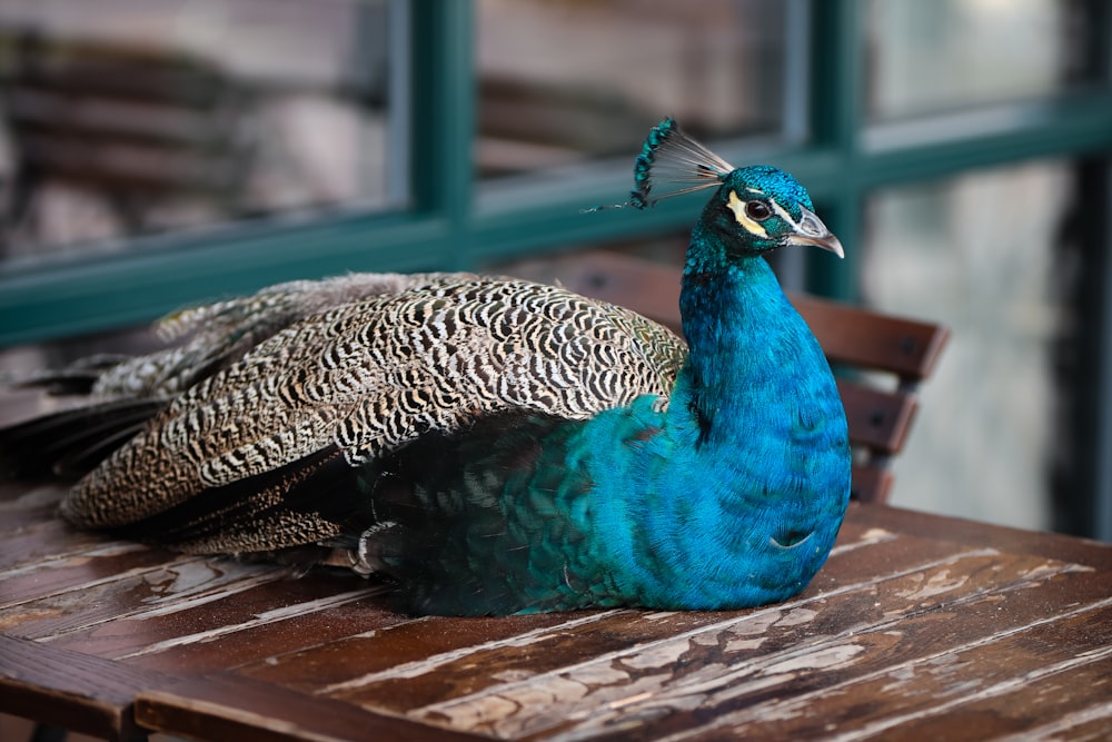 blue peacock on wooden table