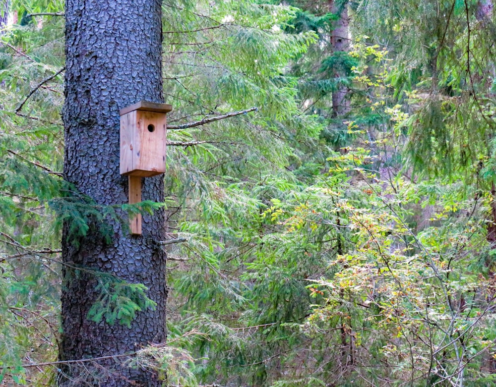 brown wooden bird house on branch of tree surrounded with tall and green trees