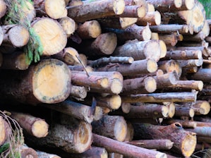 A stacked pile of cut logs, showing the cross-sections of each trunk with visible tree rings. The wood appears freshly cut, with some green pine branches visible among the logs.