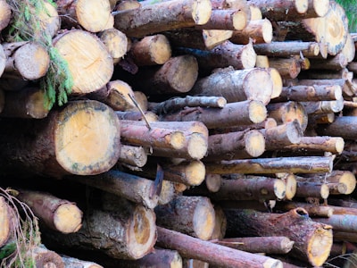 A stacked pile of cut logs, showing the cross-sections of each trunk with visible tree rings. The wood appears freshly cut, with some green pine branches visible among the logs.