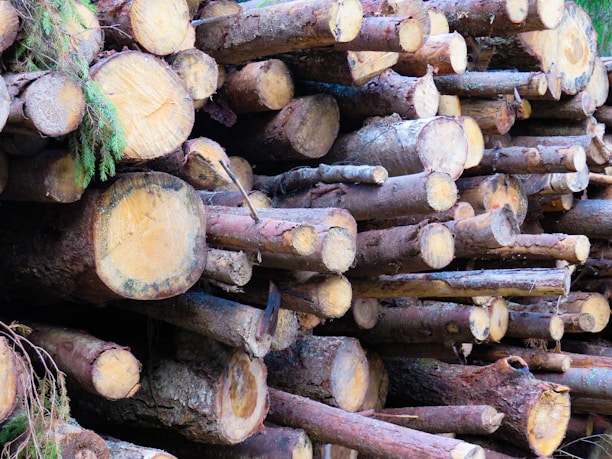 A close-up of freshly cut tree stumps and logs stacked for disposal.