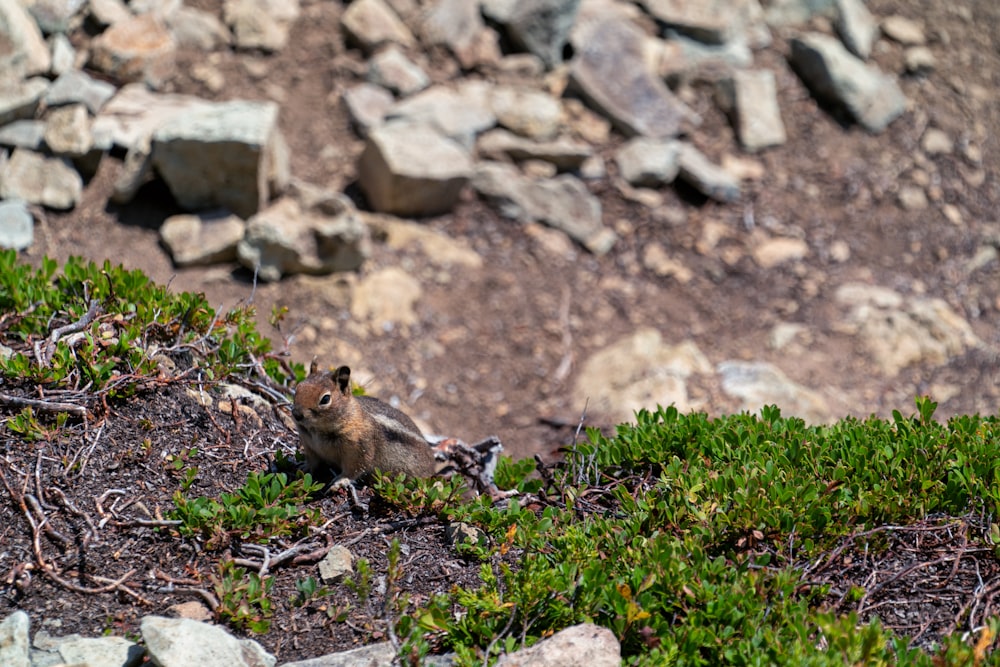 rodent on green grass