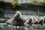 A group of otters is swimming in a body of water, with a few of them peeking their heads out, displaying curiosity. The background is blurred, featuring a natural setting that suggests a riverbank or creek with foliage and rocks.