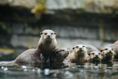 A group of otters is swimming in a body of water, with a few of them peeking their heads out, displaying curiosity. The background is blurred, featuring a natural setting that suggests a riverbank or creek with foliage and rocks.