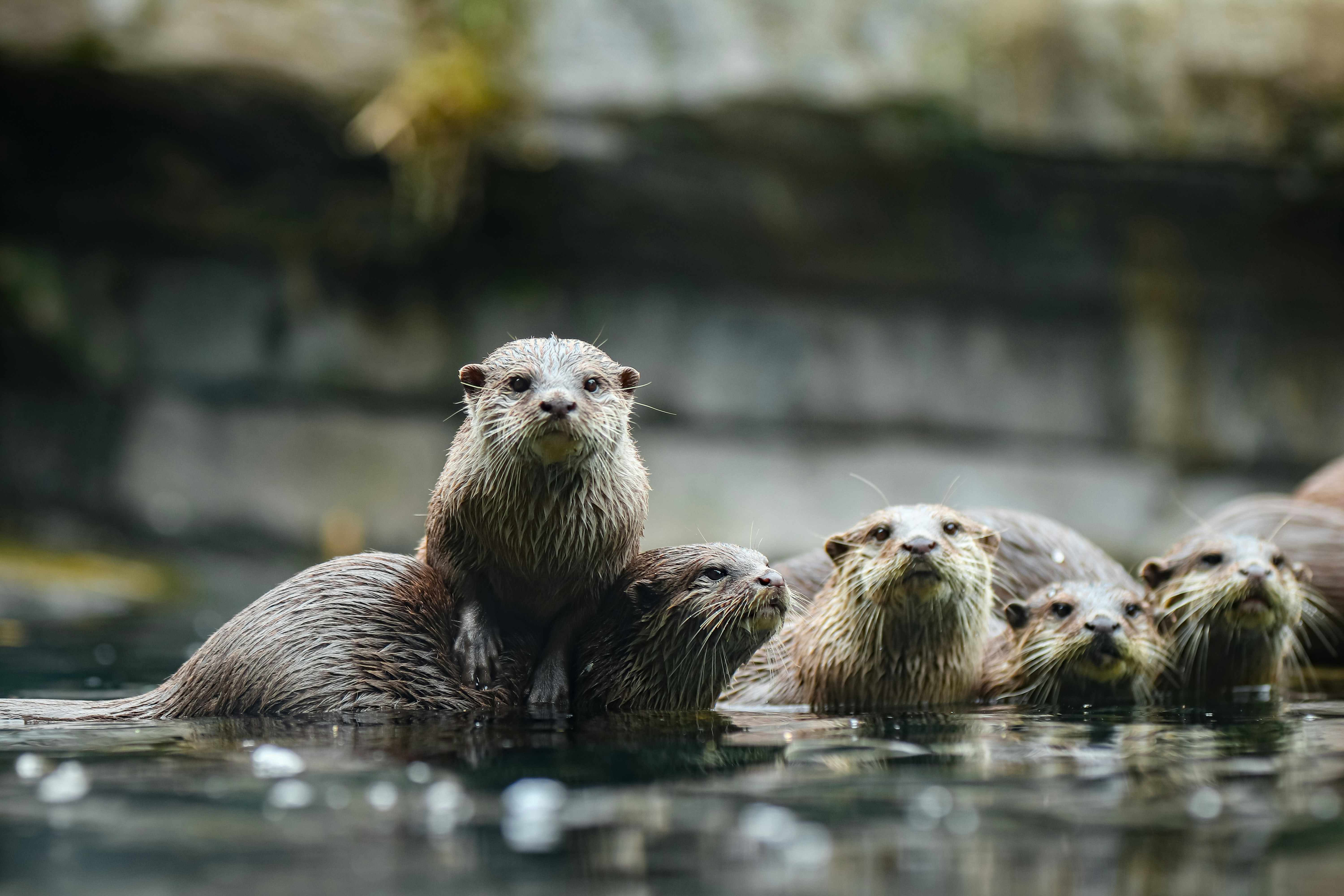 Taken at Ree Safari Park in Ebeltoft, Danmark. Just some awesome Otters.