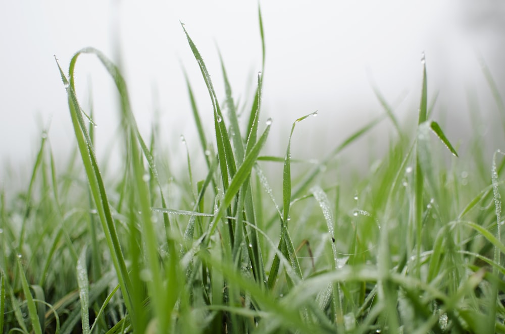 water dew ongreen grasses