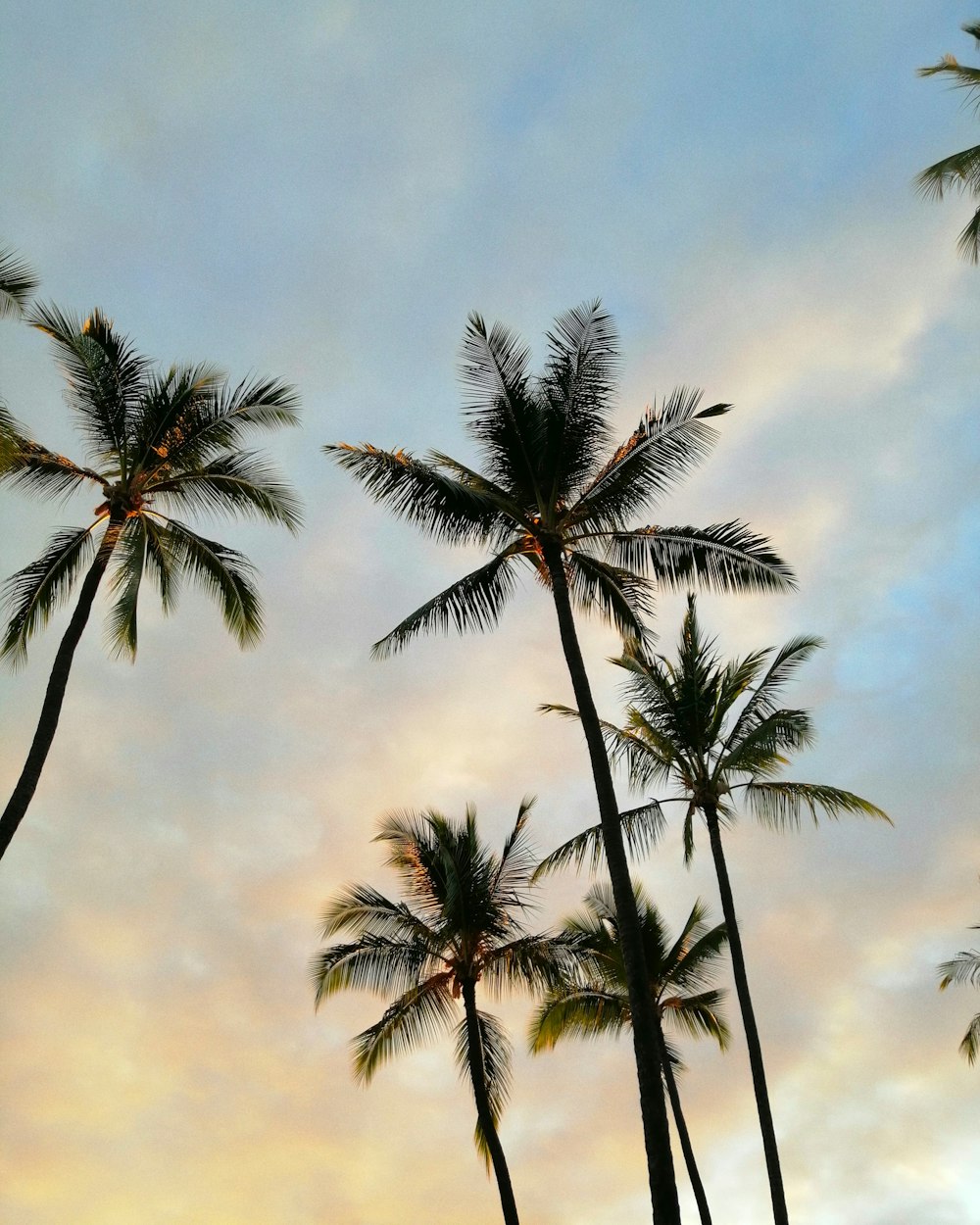 low-angle photography of coconut trees under blue and white skies
