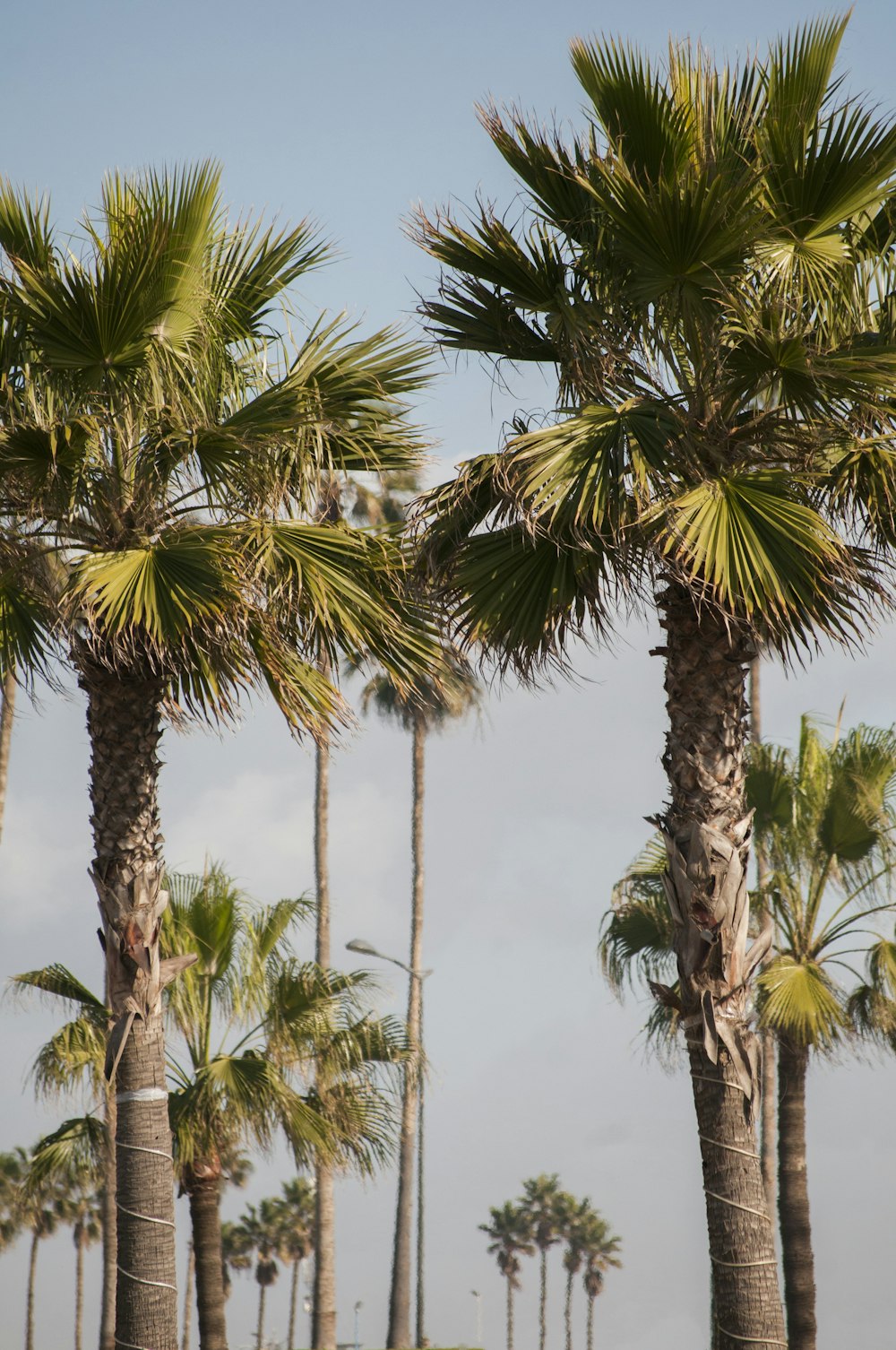 green palm trees during daytime