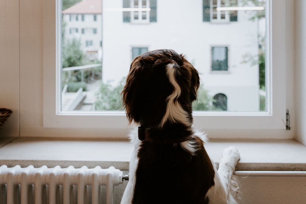 tricolor dog on window