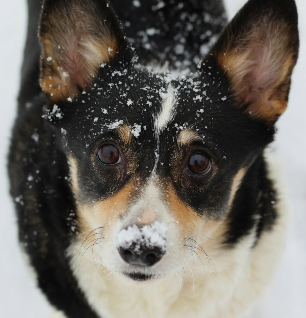 short-coated white and black dog