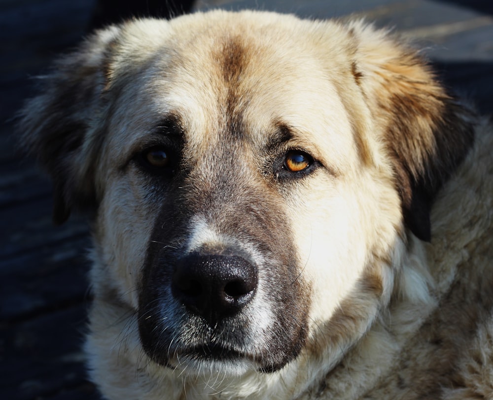 Fotografía de primer plano de perro bronceado