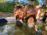 A serene scene of horses drinking from a clear water trough at Rincón de Tamayo