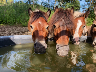 A serene scene of horses drinking from a clear water trough at Rincón de Tamayo